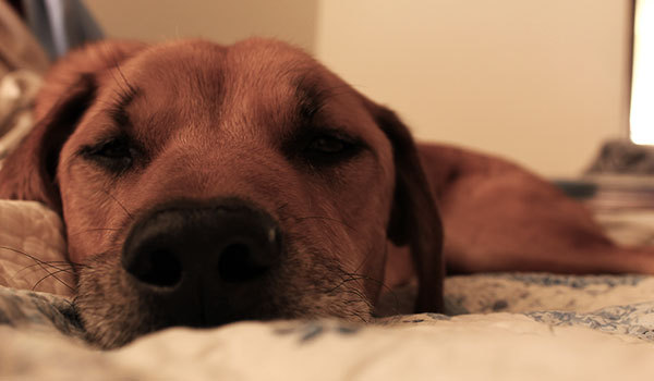 Dog, Hines, looking sad on the bad after a gulping episode