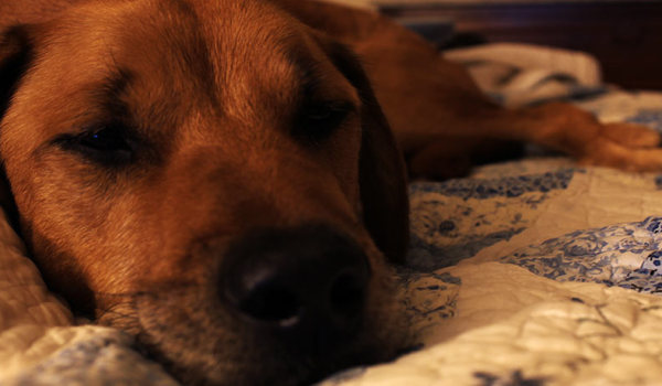 My dog Hines looking sleepy on the bed after a gulping episode